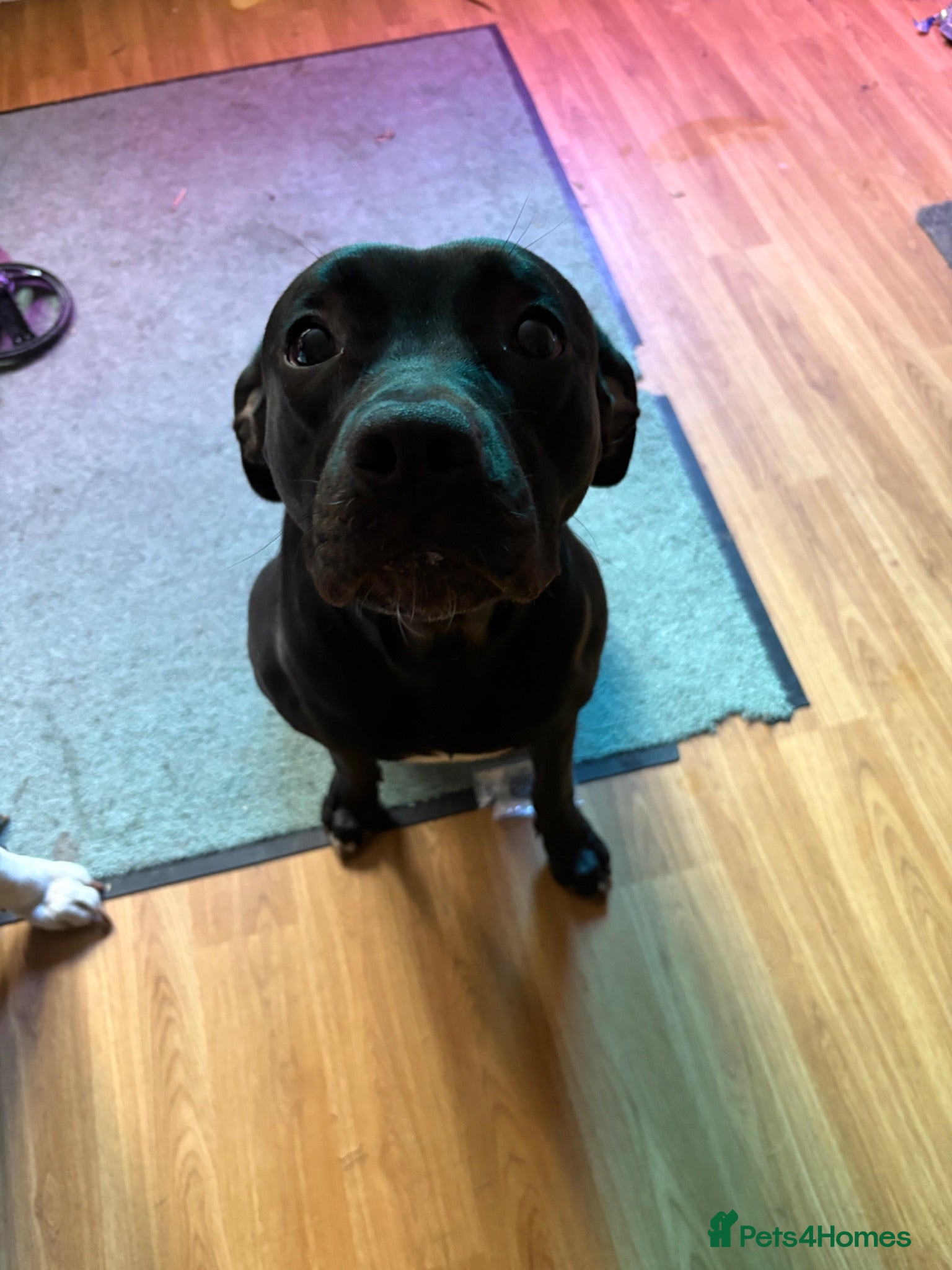 Mixed Breed dogs Female black labrador cross on - Advert 18