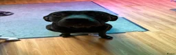 Mixed Breed dogs for sale: Female black labrador cross on - Advert 1