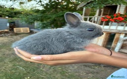 Netherland Dwarf rabbits for sale: Gorgeous Netherland dwarf bunnies  - Image 8