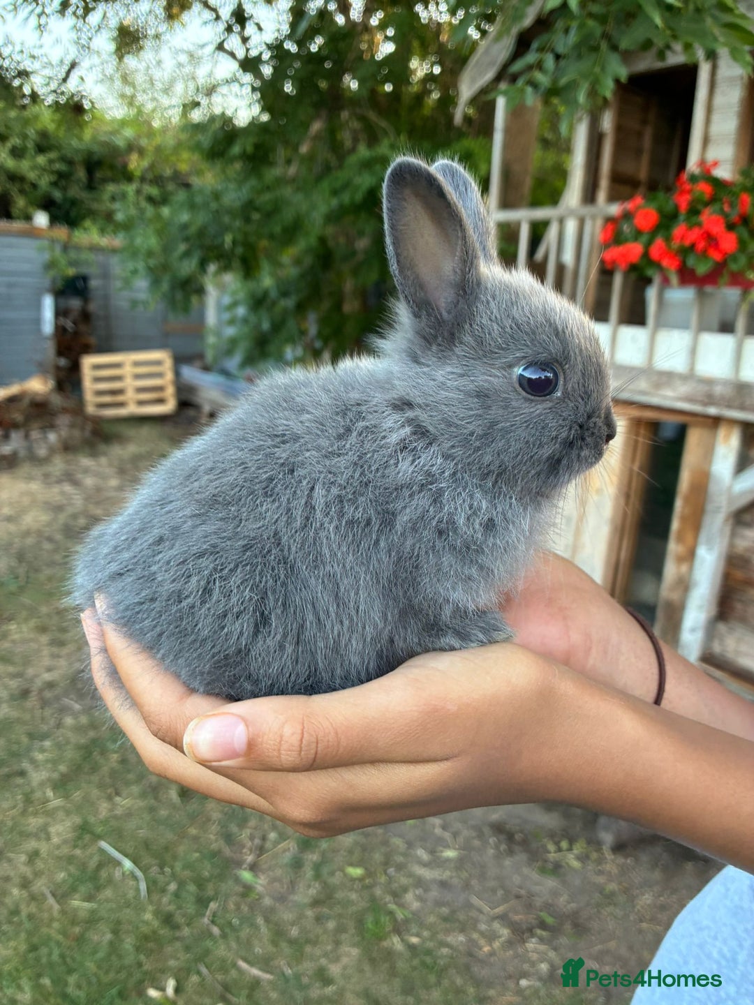 Netherland Dwarf rabbits for sale: Gorgeous Netherland dwarf bunnies  - Image 8