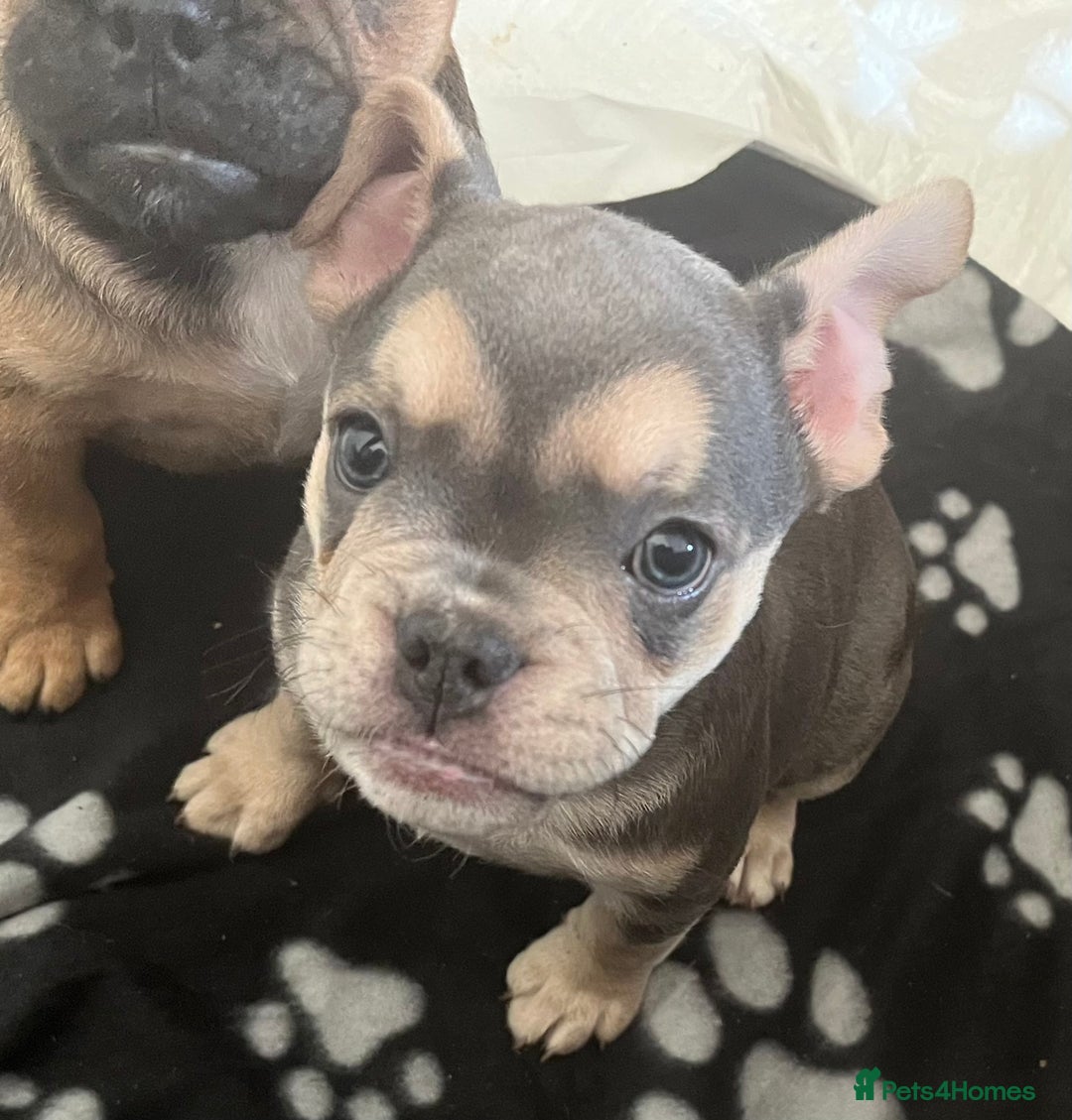 Mixed Breed dogs for sale: Beautiful female puppy ready today  - Image 33