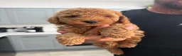 Toy Poodle dogs for sale: Beautiful Toy Poodle puppies. Ready to Go Now 🐾 - Advert 2