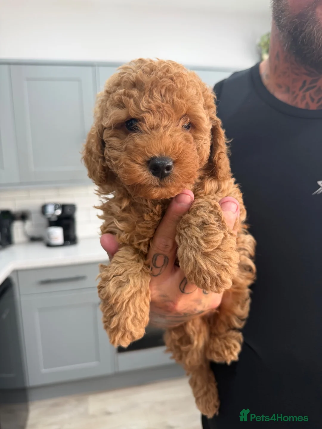 Toy Poodle dogs for sale: Beautiful Toy Poodle puppies. Ready to Go Now 🐾 - Advert 2