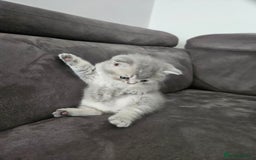 British Shorthair cats for sale: GCCF Active British Shorthair Kittens  - Image 9