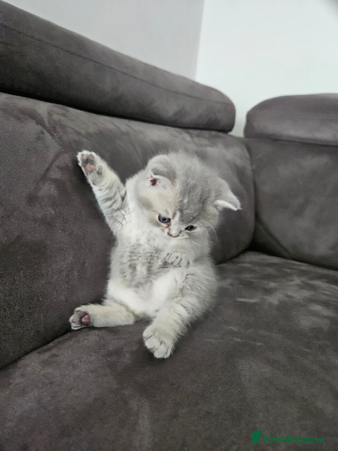 British Shorthair cats for sale: GCCF Active British Shorthair Kittens  - Image 9