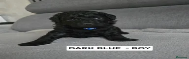 DARK BLUE - BOY