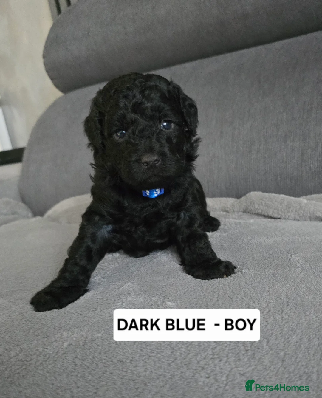 Toy Poodle dogs for sale: BEAUTIFULL BLACK TOY POODLES  - Advert 40