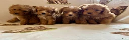 Cockapoo dogs for sale: F1 health clear cockapoo puppies  - Advert 7