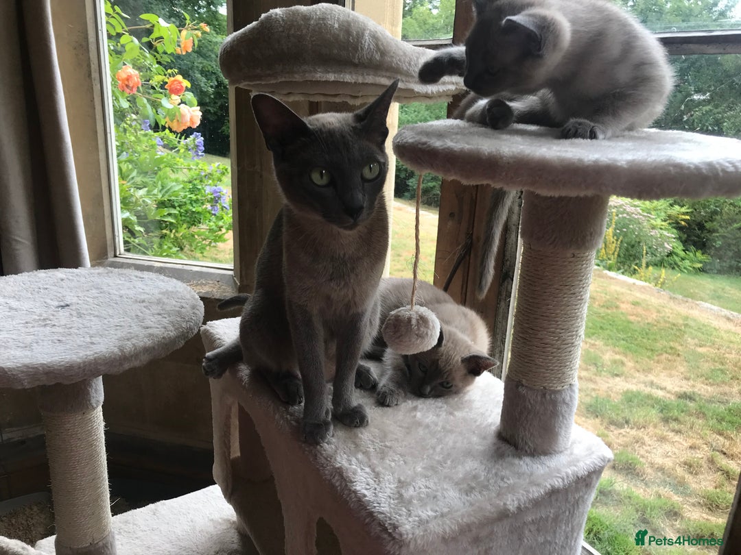Tonkinese cats for sale: Superb Tonkdoll Kittens - Image 12