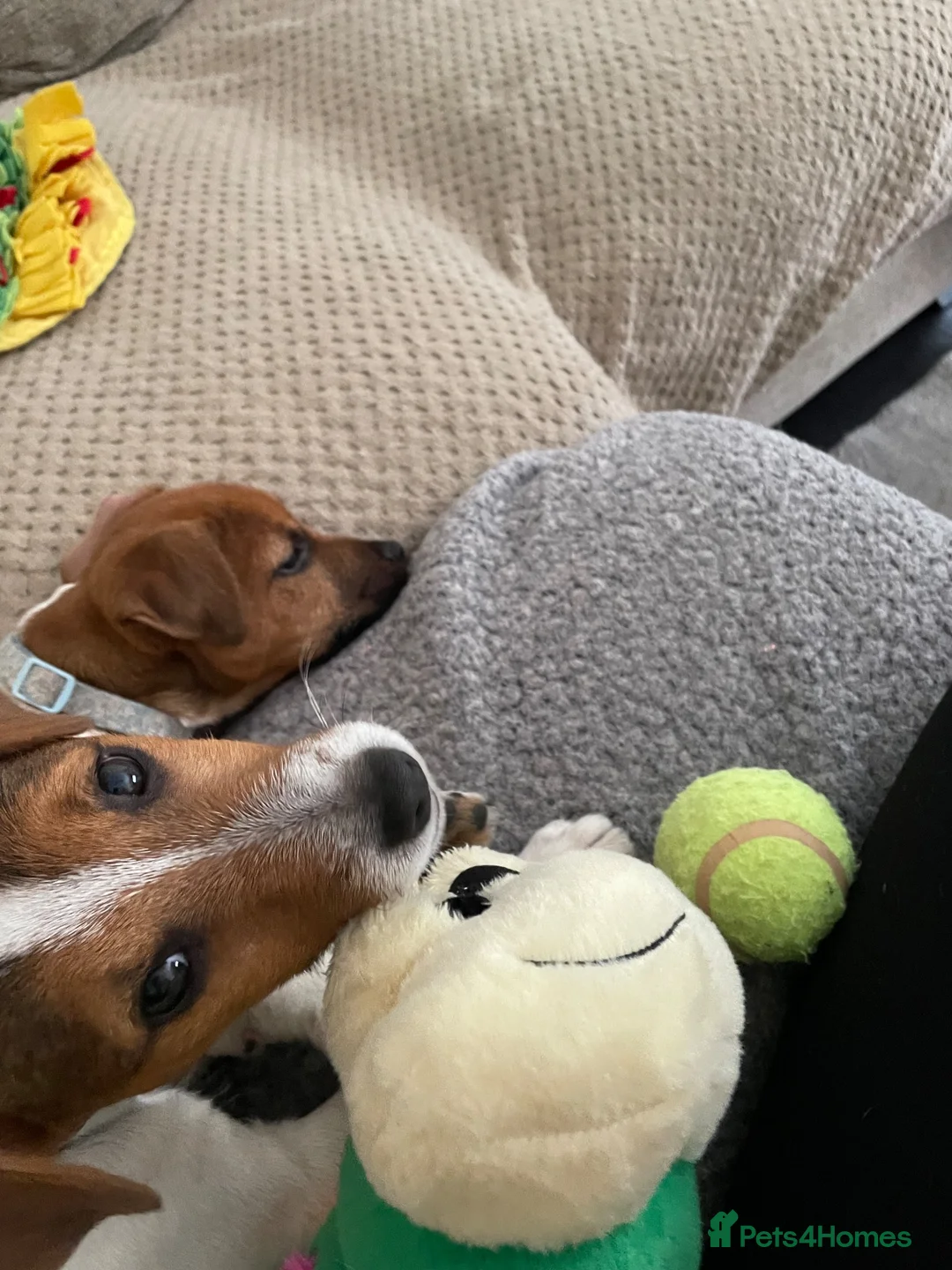 Jack Russell dogs for sale: Beautiful male JRT 6 months old  - Advert 5
