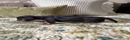Miniature Dachshund dogs for sale: 2 x Miniature dachshund girls !  in Lincoln - Advert 13