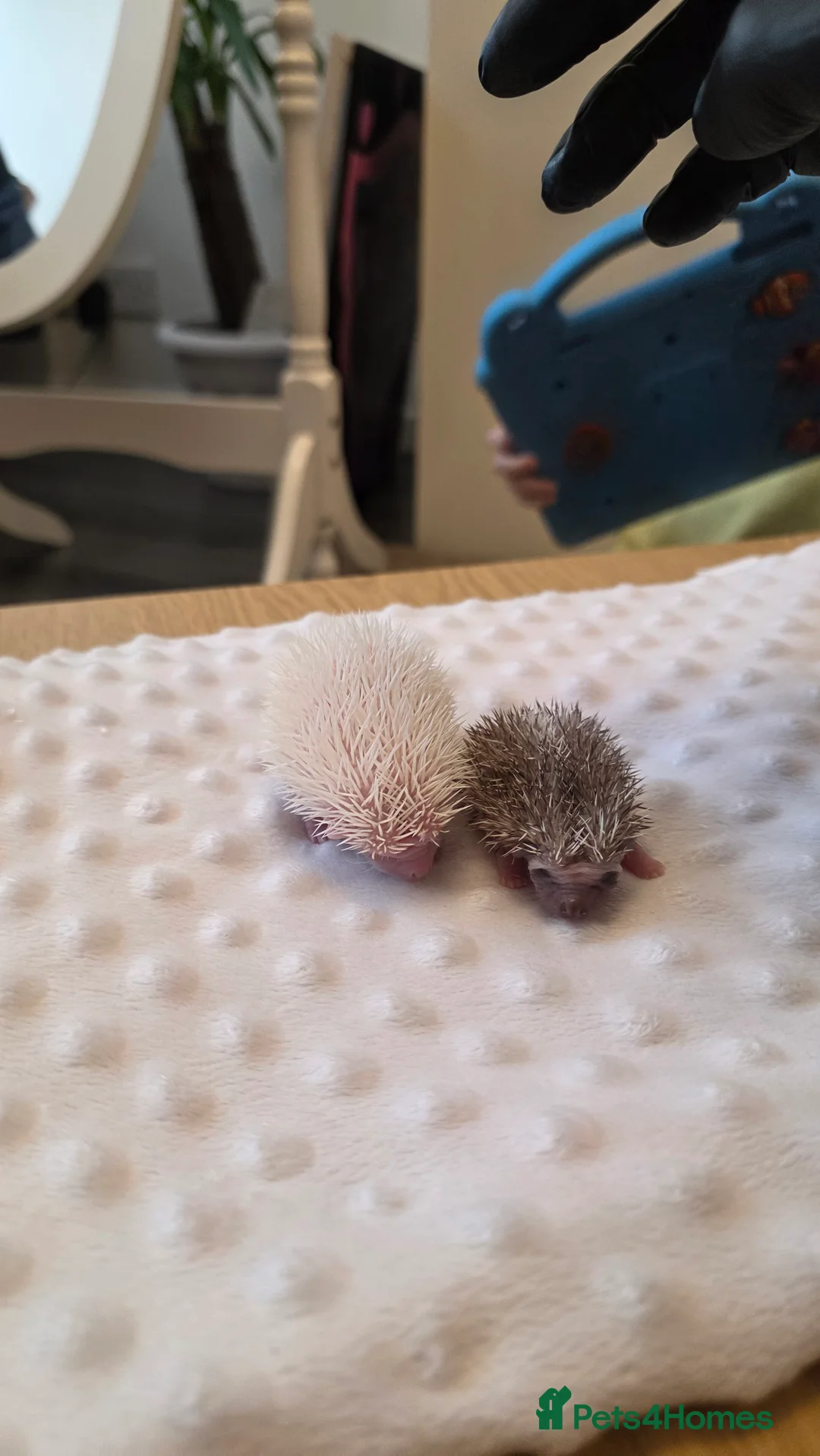 Pygmy Hedgehog rodents for sale: African Pygmy hedgehog babies - Advert 7