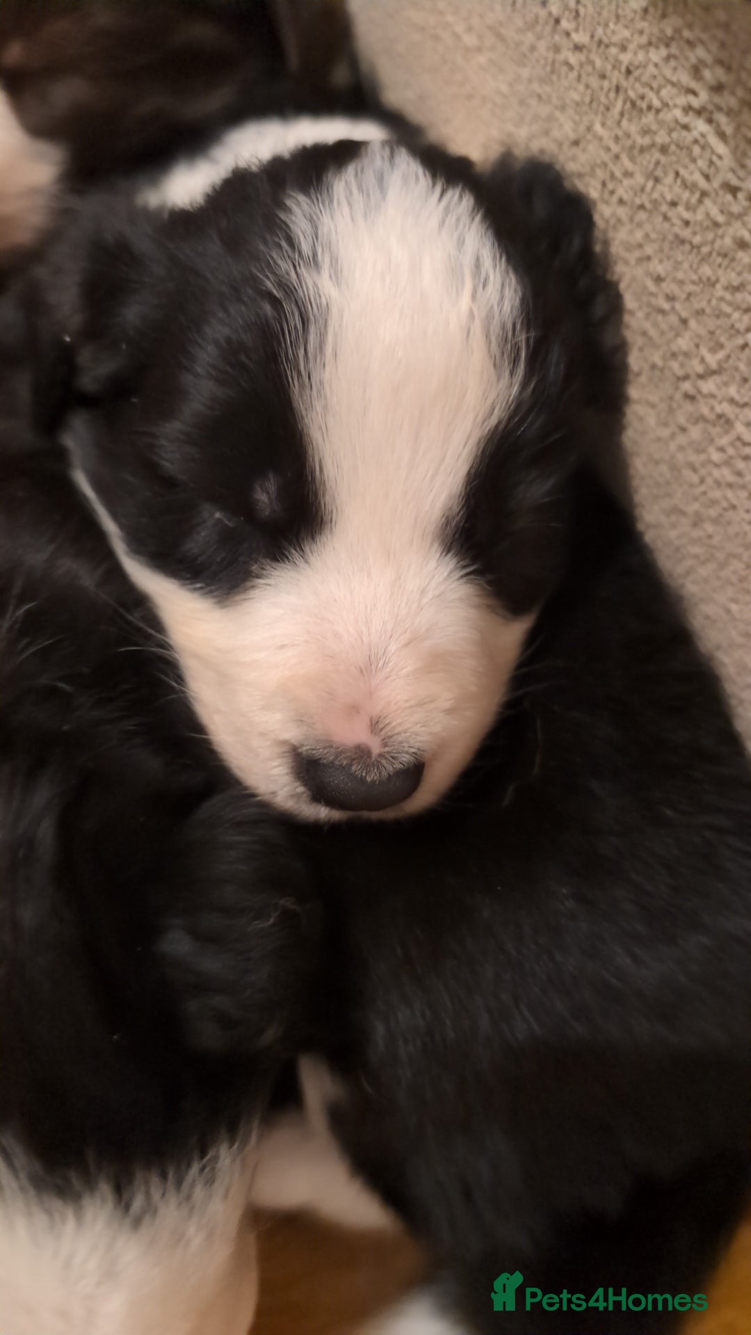 Border Collie dogs for sale: Traditional border collie puppies ready now  - Advert 19