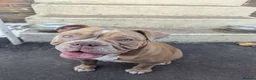 Mixed Breed dogs for sale: Beautiful old-tym English bulldog - Advert 5