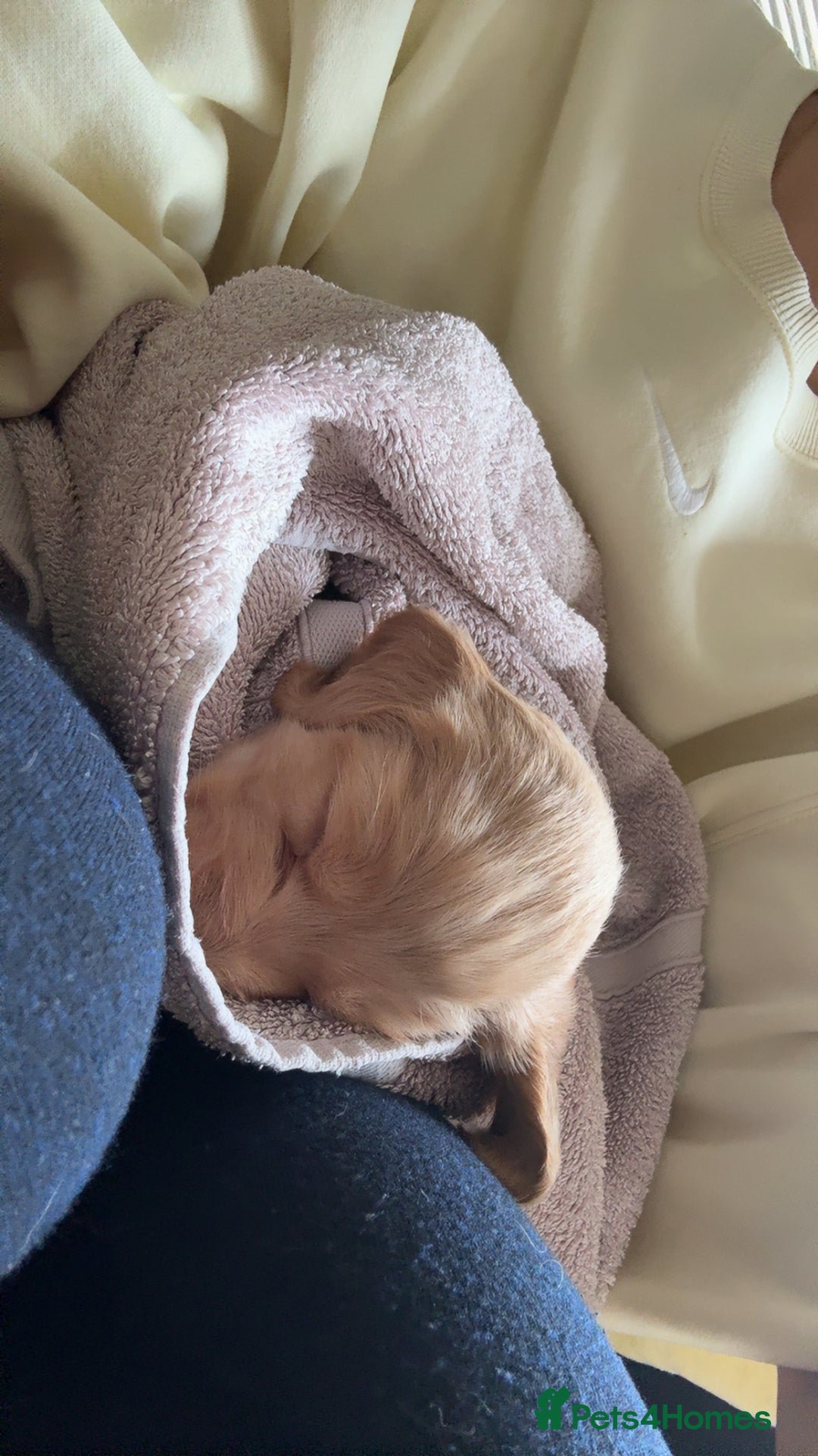 Cocker Spaniel dogs for sale: Cocker spaniel puppies for sale  - Image 8