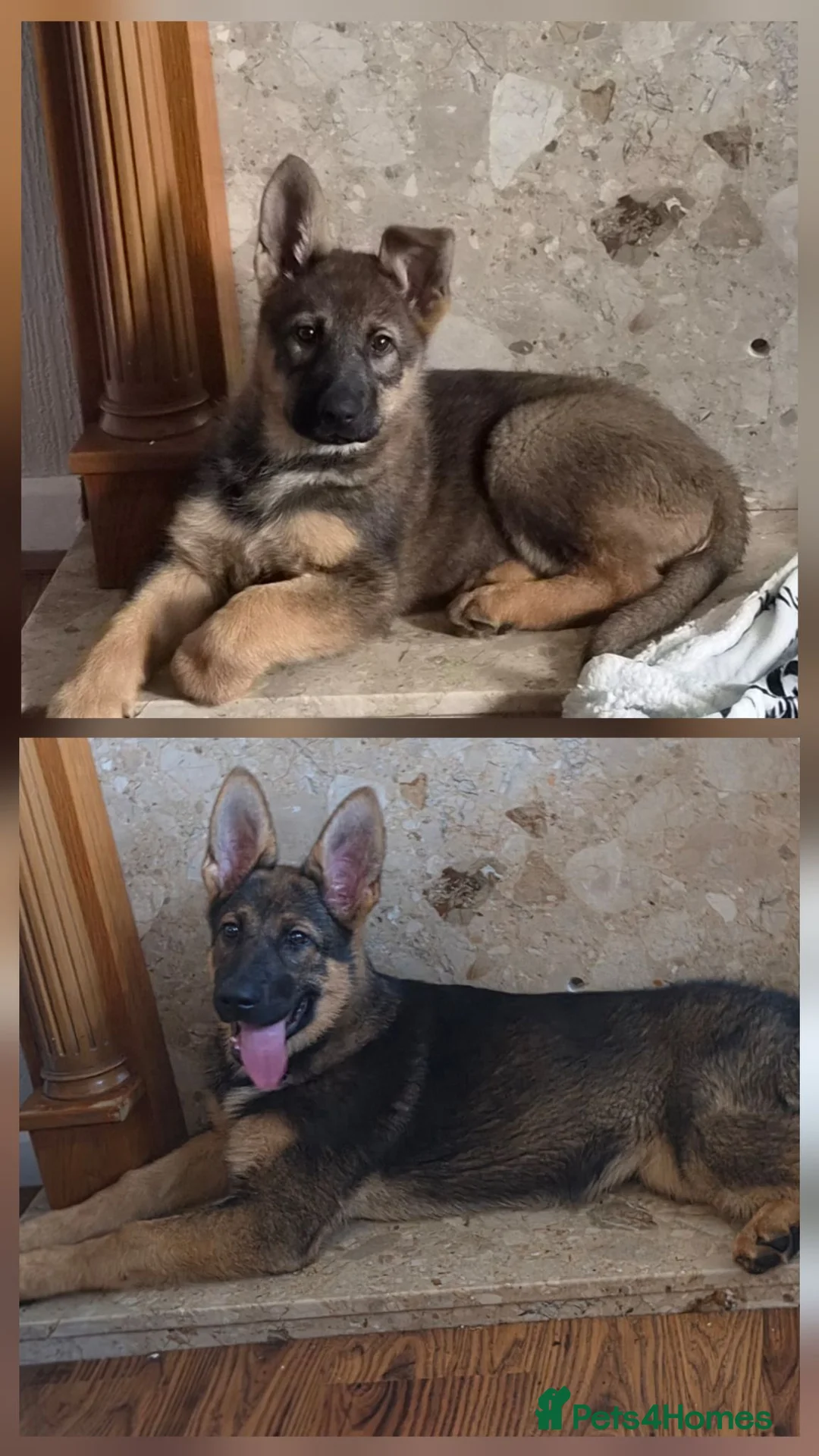 German Shepherd dogs for sale: German shepherd puppy in Tipton - Advert 3