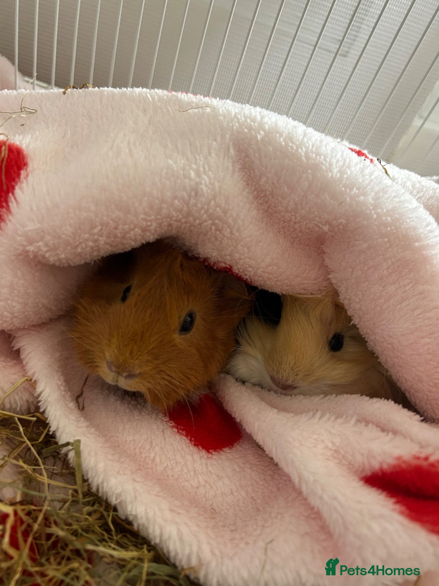 Guinea Pig rodents 2 Guinea pigs & cage+supplies - Advert 2
