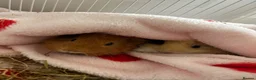 Guinea Pig rodents for sale: 2 Guinea pigs & cage+supplies - Advert 2