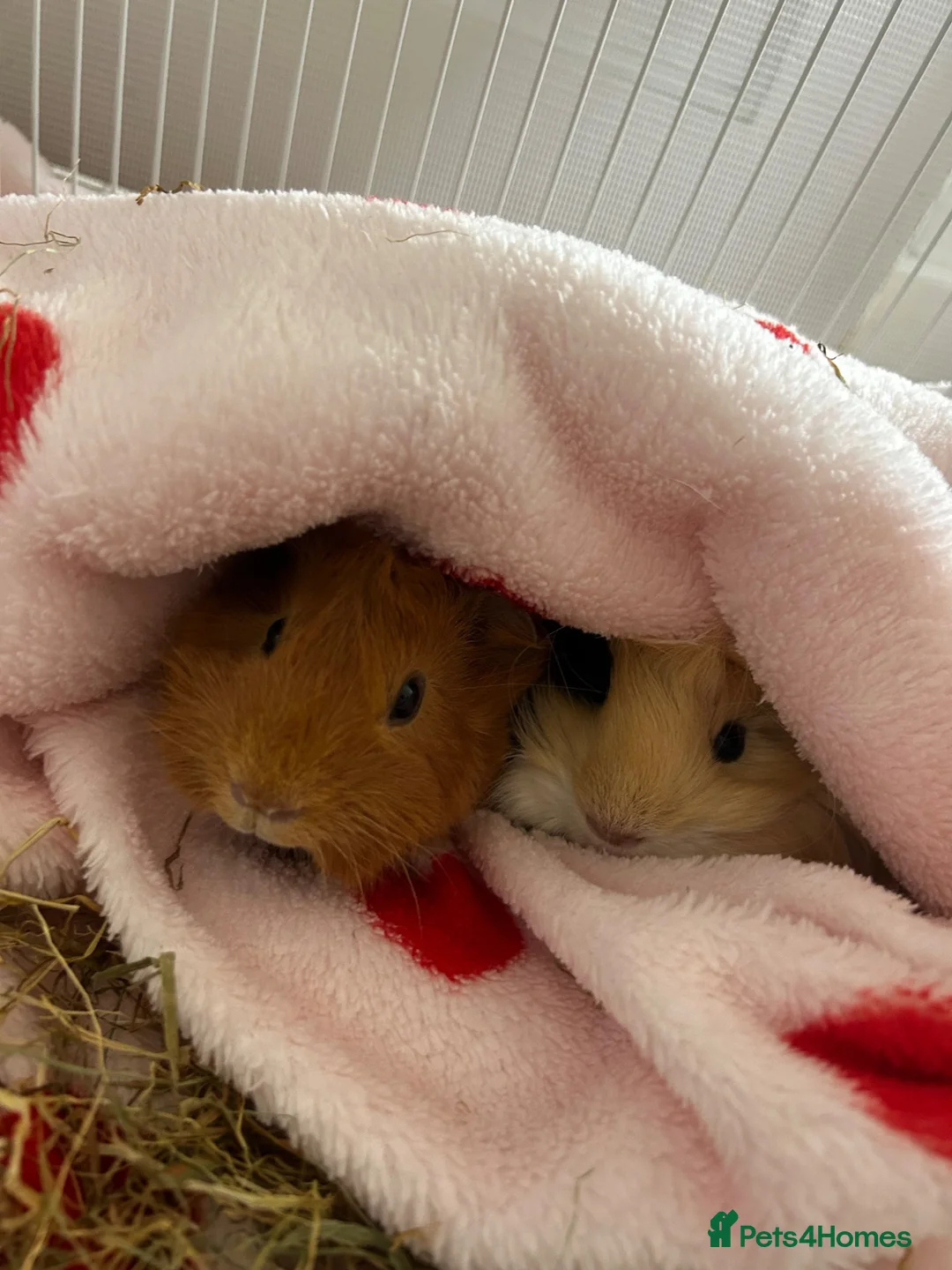 Guinea Pig rodents for sale: 2 Guinea pigs & cage+supplies - Advert 2