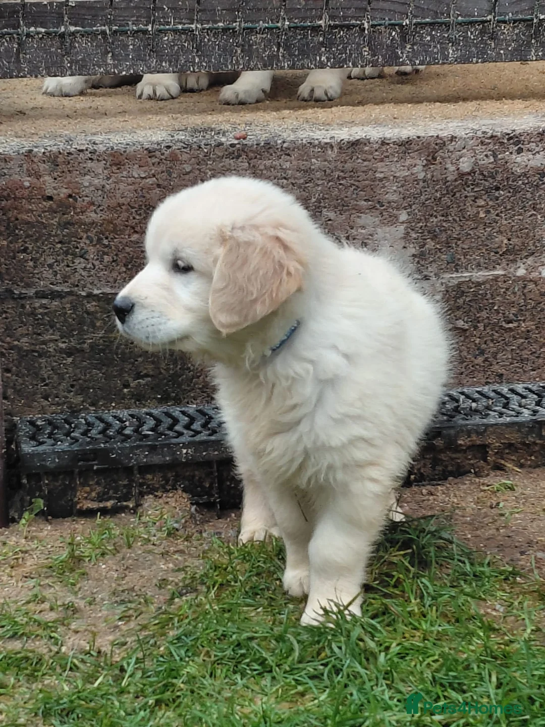 Golden Retriever dogs for sale: Golden Retriever Pups - Ready to go in Largs - Advert 3