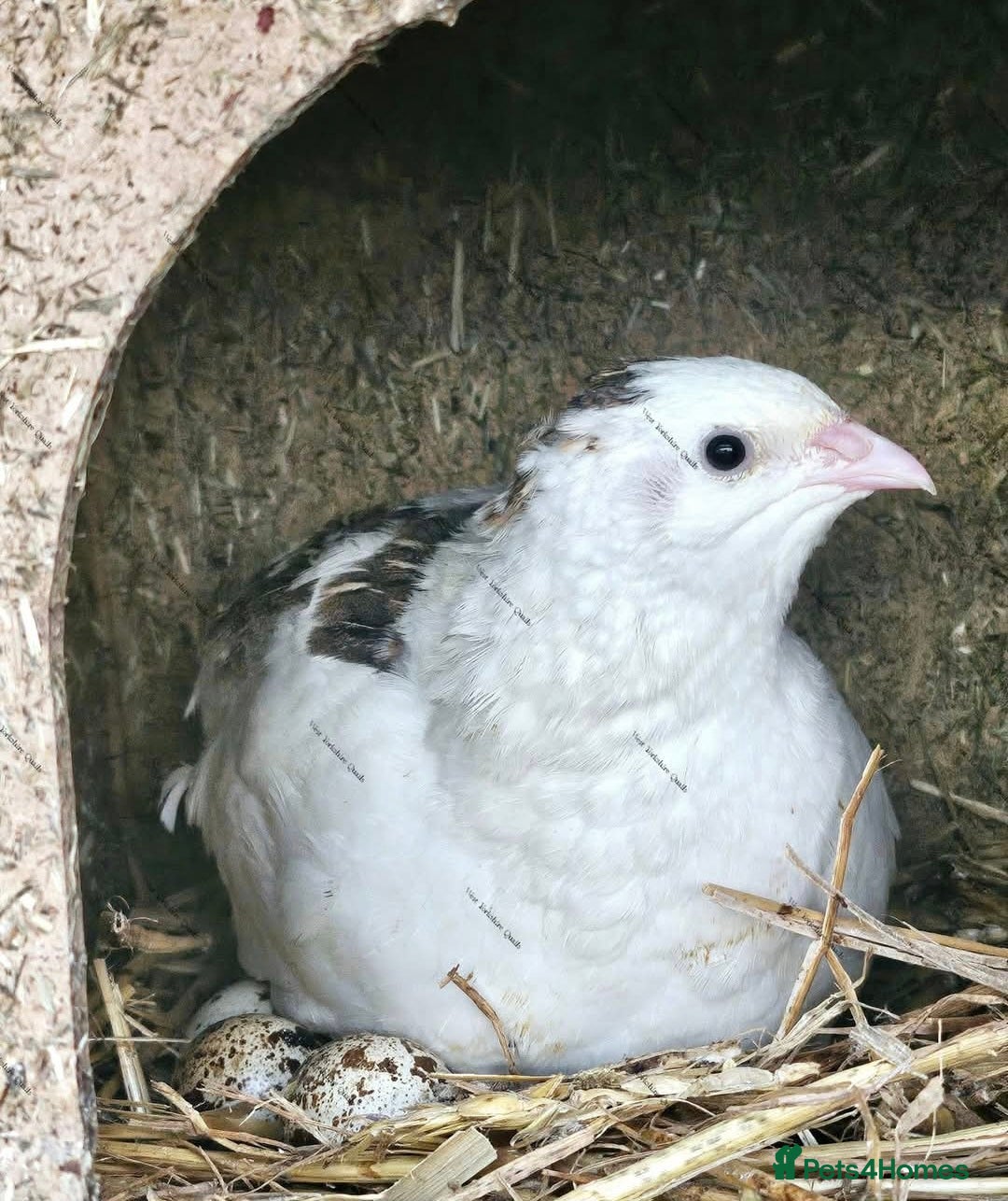 Quail poultry for sale: Super Jumbo coturnix quail eggs RARE - Advert 3