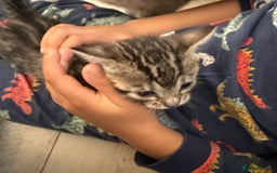 Bengal cats for sale: 3 beautiful bengal kittens - Image 6