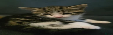 Grey and White Striped Kitten