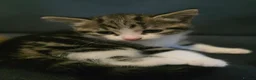 Mixed Breed cats for sale: Six Kittens For Sale - Advert 2