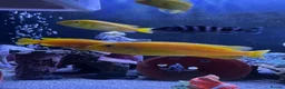 Cichlids fish for sale: African Cichlids & Tropical Fish - Bulk  - Advert 9