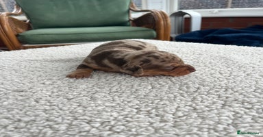 Dachshund dogs Miniature dachshund puppies for sale!!! - Advert 2