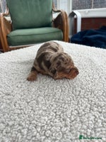 Dachshund dogs Miniature dachshund puppies for sale!!! - Advert 1