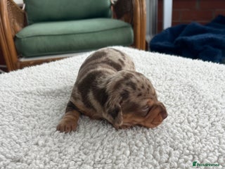 Dachshund dogs Miniature dachshund puppies for sale!!! - Advert 3