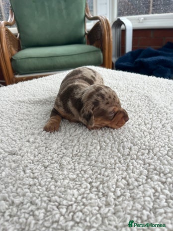 Dachshund dogs Miniature dachshund puppies for sale!!! - Advert 1