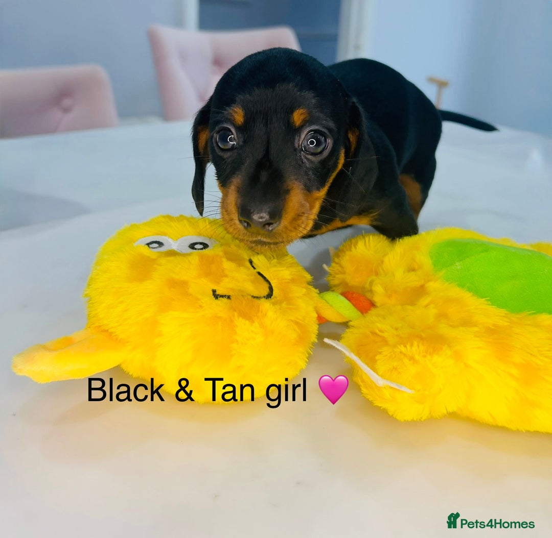 Miniature Dachshund dogs for sale: Miniature Dachshund  - Advert 3