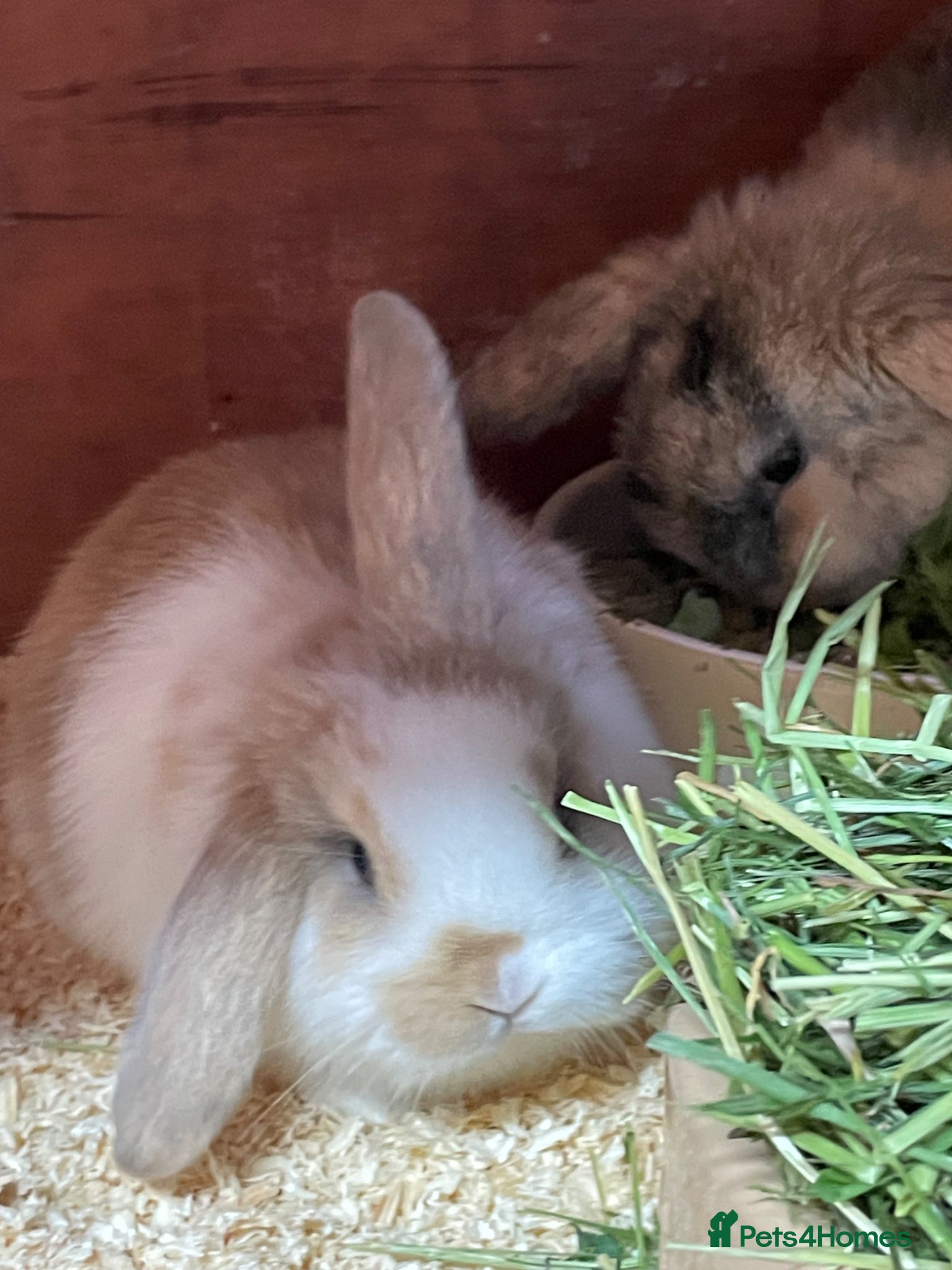 Mini Lop rabbits Beautiful mini lops - Advert 1