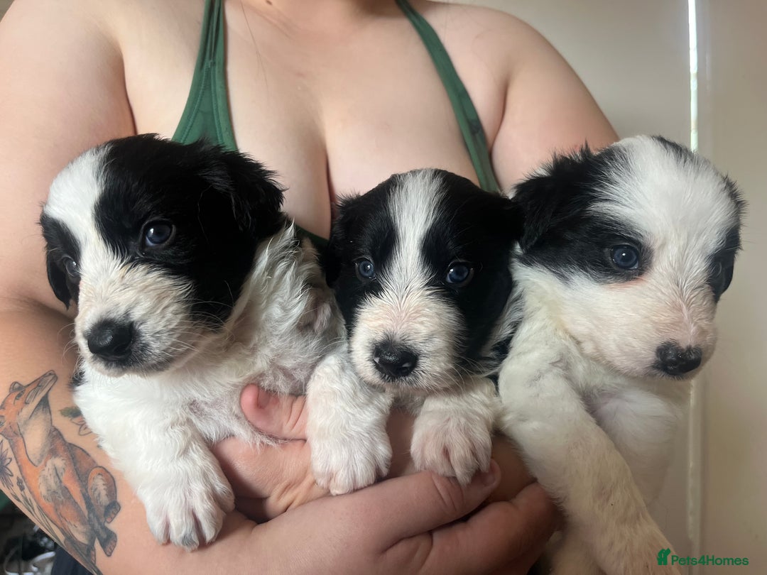 Border Collie dogs for sale: Border collie pups  - Image 2
