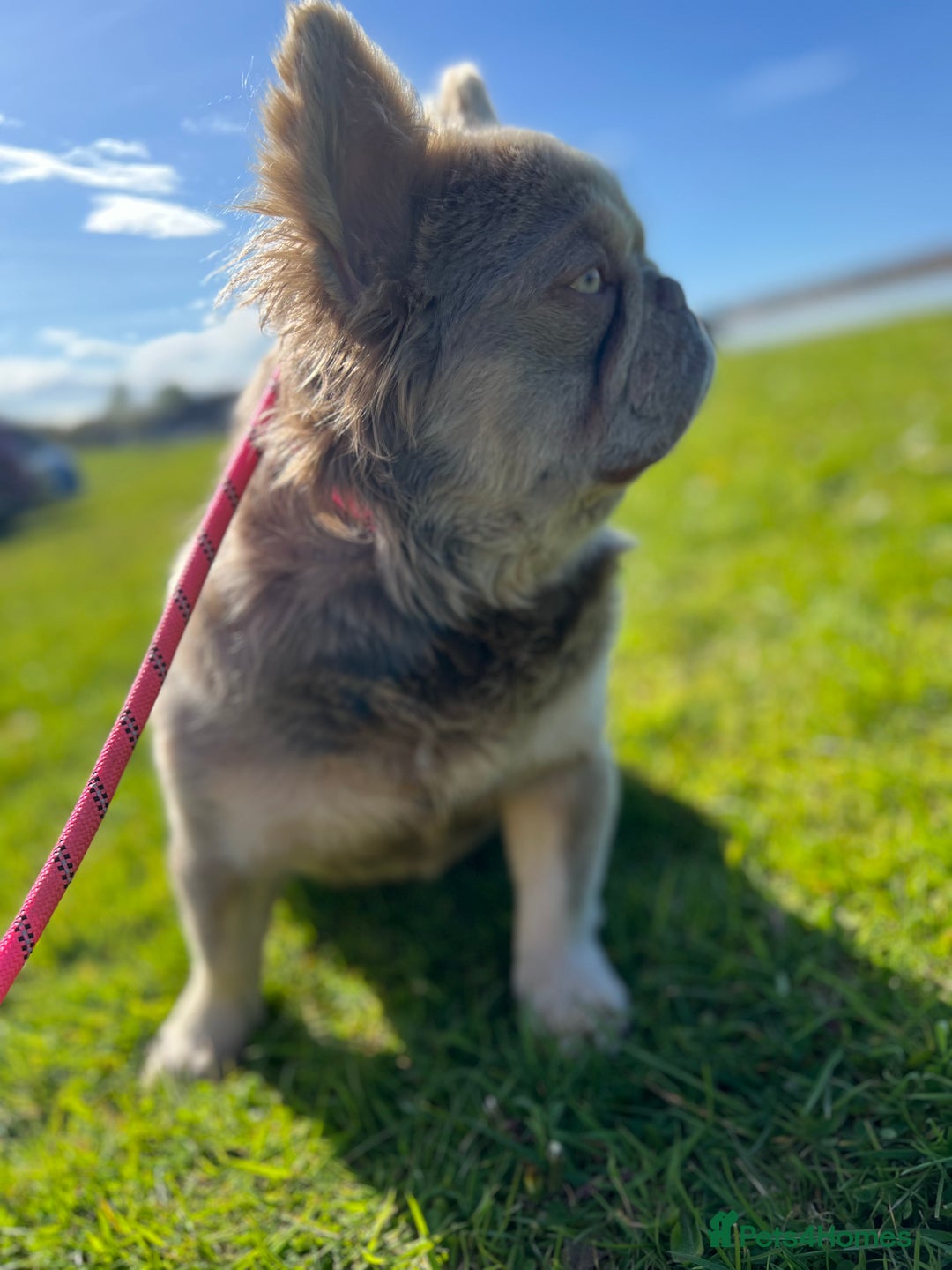 French Bulldog dogs for stud: BEAR FLUFFY FRENCH BULLDOG   in Wishaw - Image 3