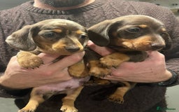 Dachshund dogs for sale: 4 gorgeous puppies for sale - Image 9