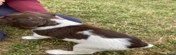 English Springer Spaniel dogs for sale: KC Reg Liver and White English Springer Spaniels - Advert 17