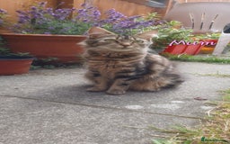 Turkish Angora cats for sale: 2 gorgeous playful kittens left  🐾 ❤ - Image 4