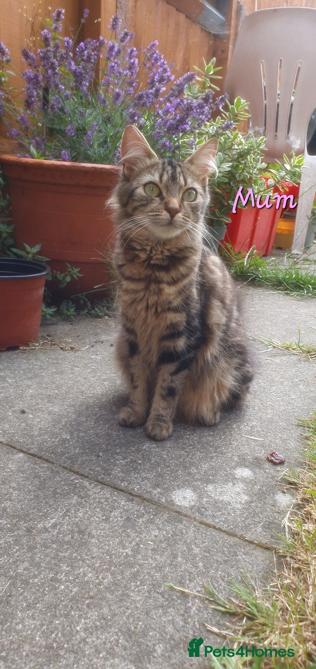 Turkish Angora cats for sale: 2 gorgeous playful kittens left  🐾 ❤ - Image 4