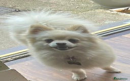 Pomeranian dogs for sale: Lovely girl Pom needs rehoming  - Advert 5