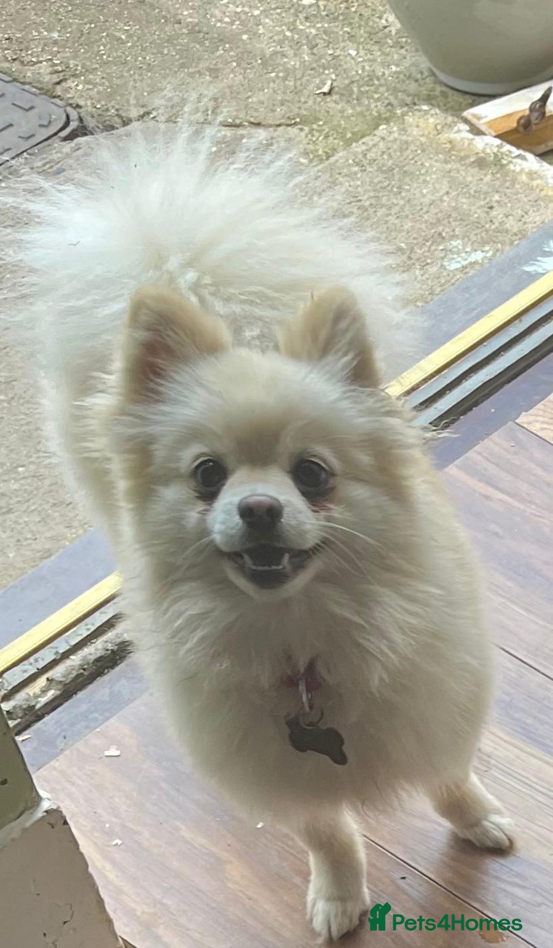 Pomeranian dogs for sale: Lovely girl Pom needs rehoming  - Advert 5