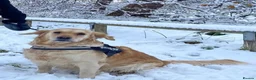 Golden Retriever dogs for sale: Golden Retrievers pure breed puppies - Advert 1
