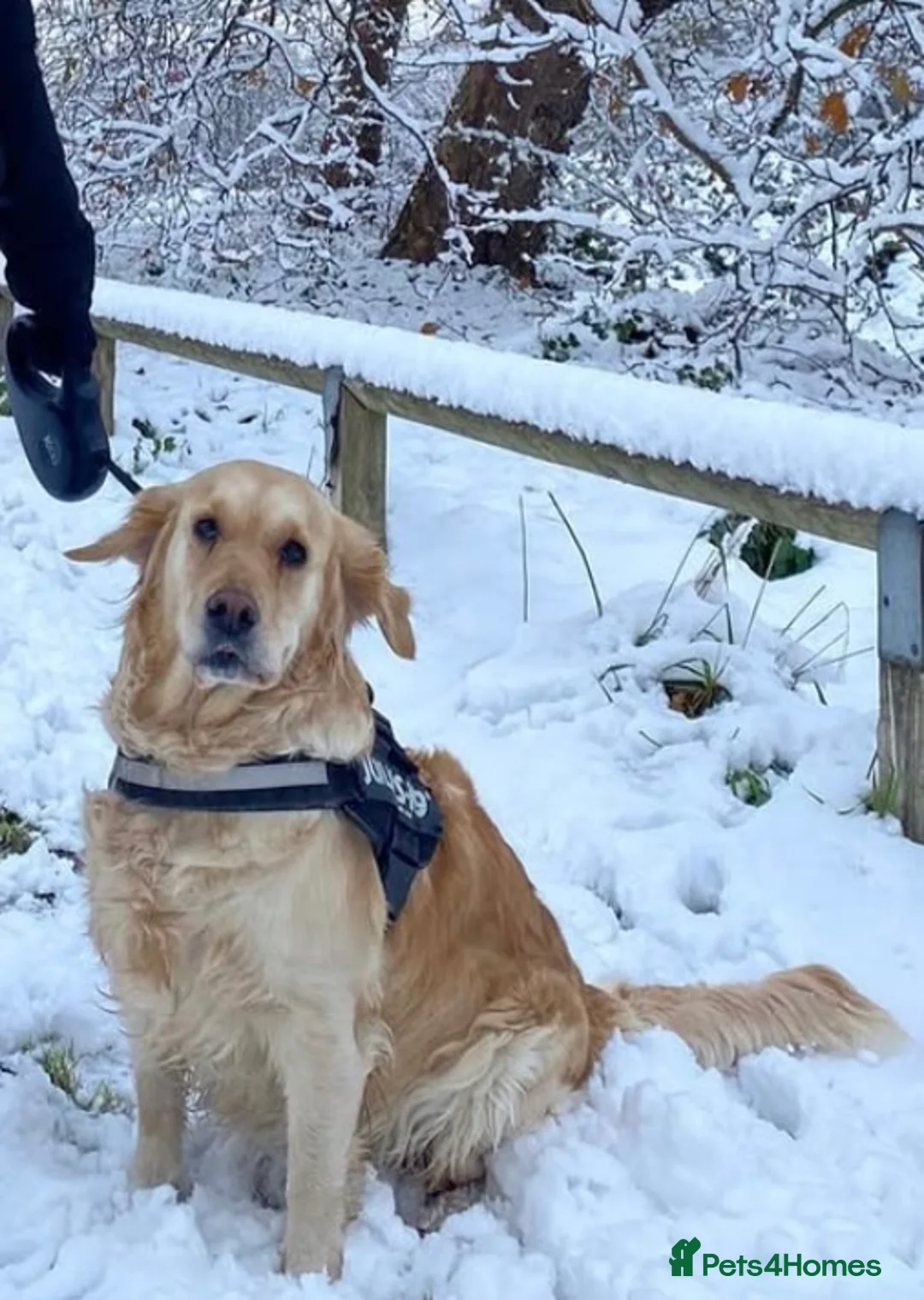 Golden Retriever dogs for sale: Golden Retrievers pure breed puppies - Advert 1