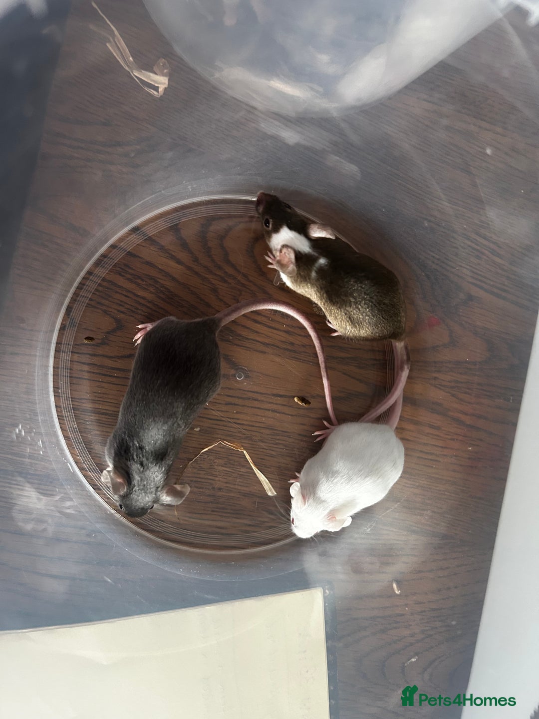 Mouse rodents for sale: Little Mices  - Image 10