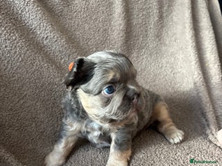 French Bulldog dogs - Advert 20