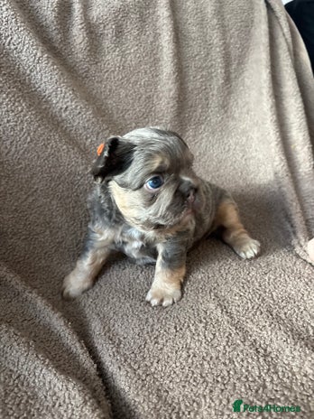 French Bulldog dogs - Advert 3