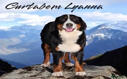 Bernedoodle dogs for sale: Curtabemdoodles Bernedoodles  - Image 26