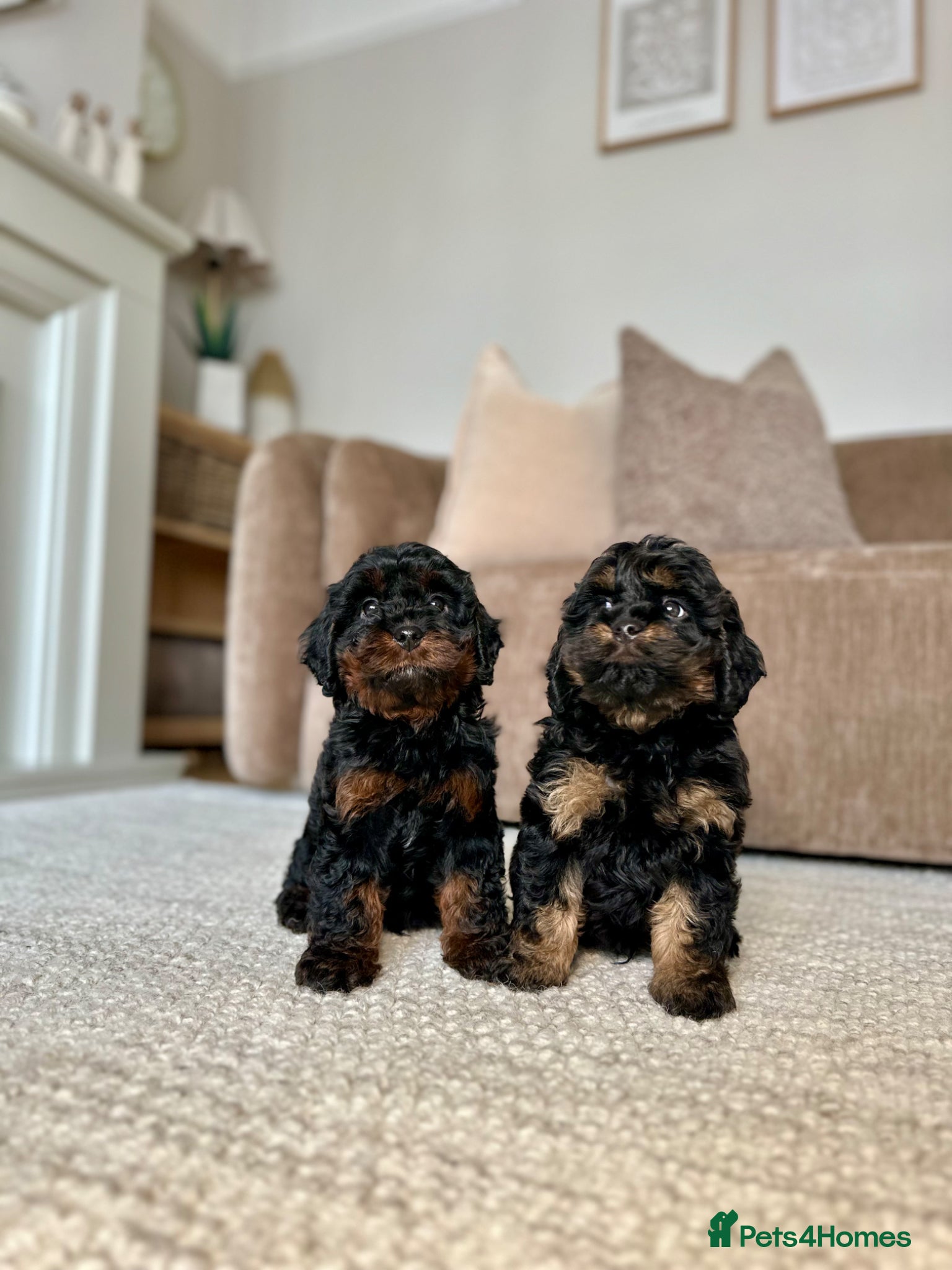 Cavapoo dogs Adorable Cavapoo puppies. Health tested Parent.  - Advert 2